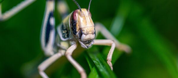 Criquet pèlerin Criquet pèlerin - Sputnik Afrique