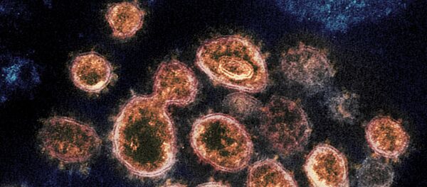 Nouveau Coronavirus SARS-CoV-2 Nouveau Coronavirus SARS-CoV-2 - Sputnik Afrique