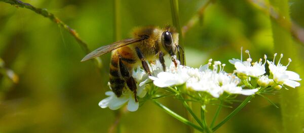 Abeille africanisée - Sputnik Afrique