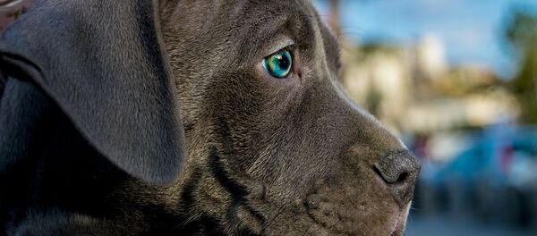 Un chien - Sputnik Afrique