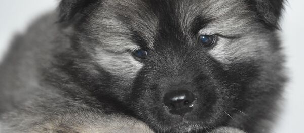 Un chien (image d'illustration) - Sputnik Afrique