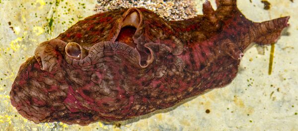 Un lièvre de mer - Sputnik Afrique