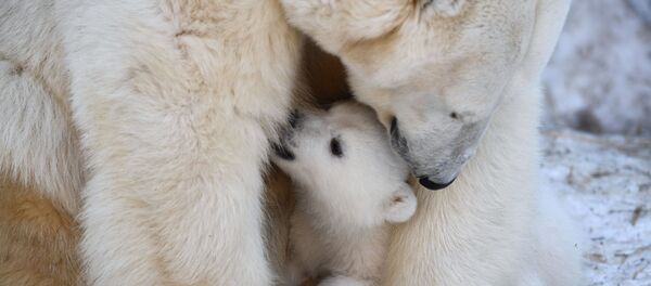 Journée internationale de l’ours polaire - Sputnik Afrique