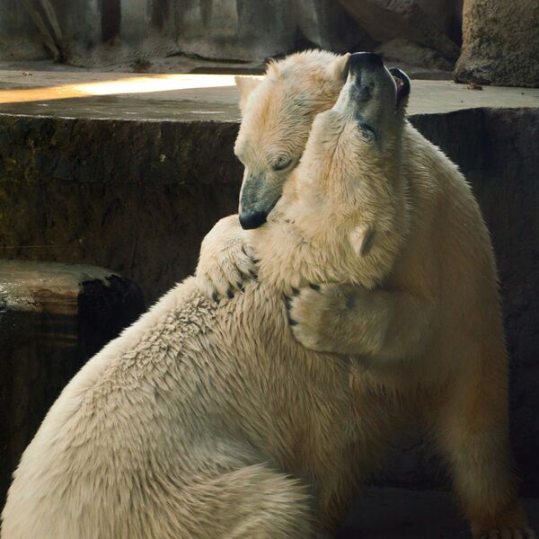 Journée internationale de l’ours polaire - Sputnik Afrique