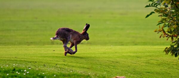 Un lièvre - Sputnik Afrique