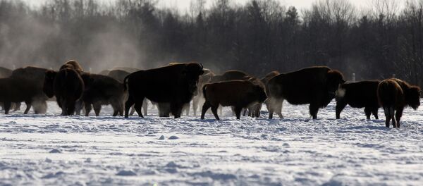 Bisons (image d'illustration) - Sputnik Afrique