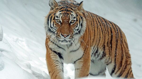 Un tigre de Sibérie - Sputnik Afrique