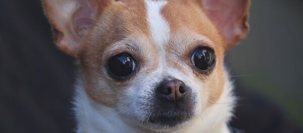 Un chihuahua - Sputnik Afrique