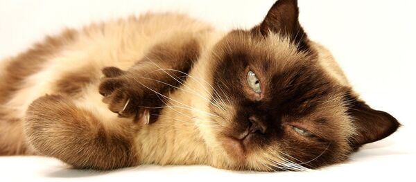 Un chat - Sputnik Afrique