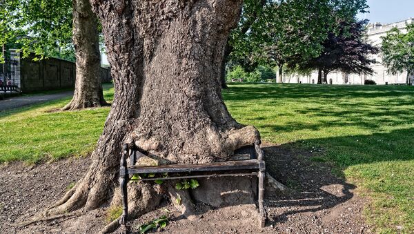 Un «arbre affamé»  à Dublin - Sputnik Afrique