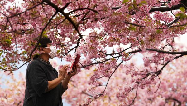 Le monde en rose: floraison des cerisiers au Japon
 - Sputnik Afrique