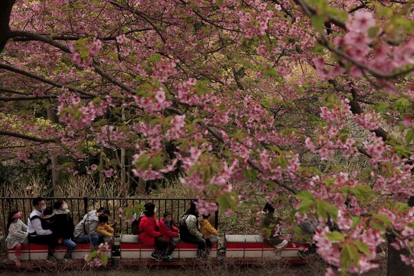 Le monde en rose: floraison des cerisiers au Japon
 - Sputnik Afrique