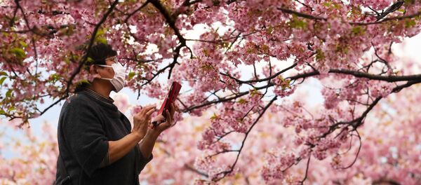 Женщина во время фотографирования цветущей вишни в Японии  - Sputnik Afrique