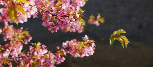 Цветение сакуры в Японии - Sputnik Afrique