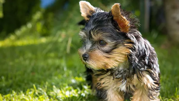 Yorkshire terrier - Sputnik Afrique