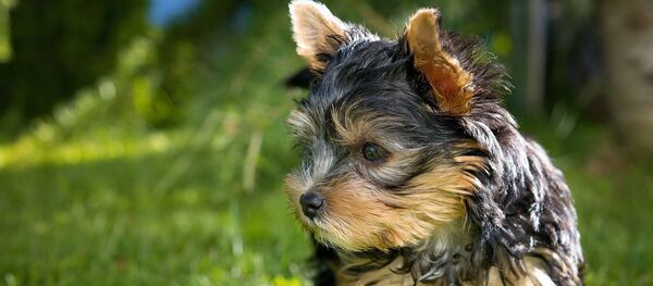 Yorkshire terrier - Sputnik Afrique