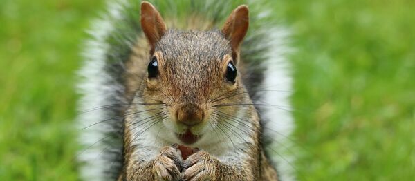 écureuil (image d'illustration) - Sputnik Afrique