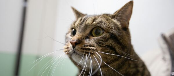 Chat Victor - Sputnik Afrique