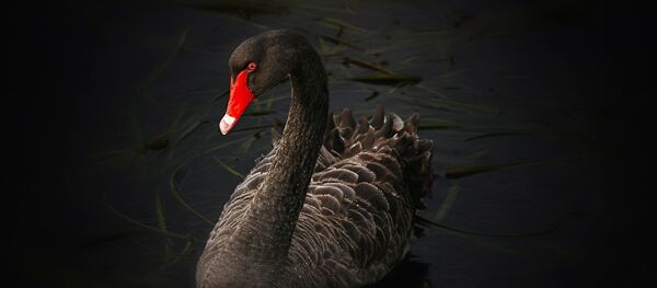 Cygne noir - Sputnik Afrique