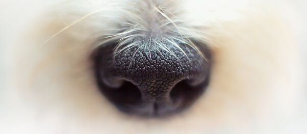 Nez d'un chien - Sputnik Afrique