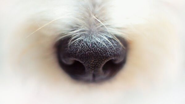 Nez d'un chien - Sputnik Afrique