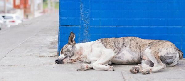 Un chien errant - Sputnik Afrique