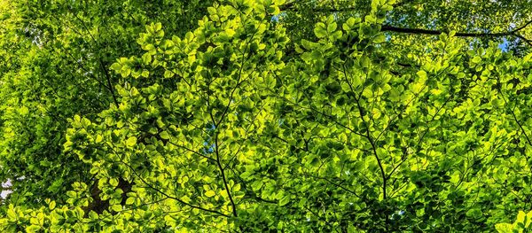 Un arbre - Sputnik Afrique