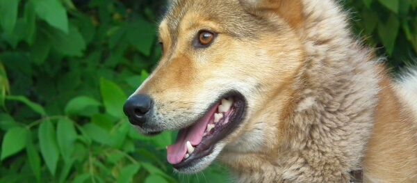 Un chien (image d'illustration) - Sputnik Afrique