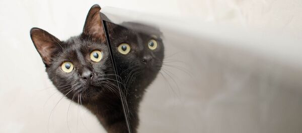 Un chat - Sputnik Afrique