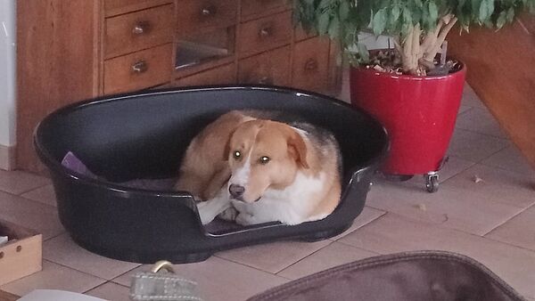 Cette rencontre entre une Française et un chien au Kirghizstan a bouleversé leur vie - photos - Sputnik Afrique