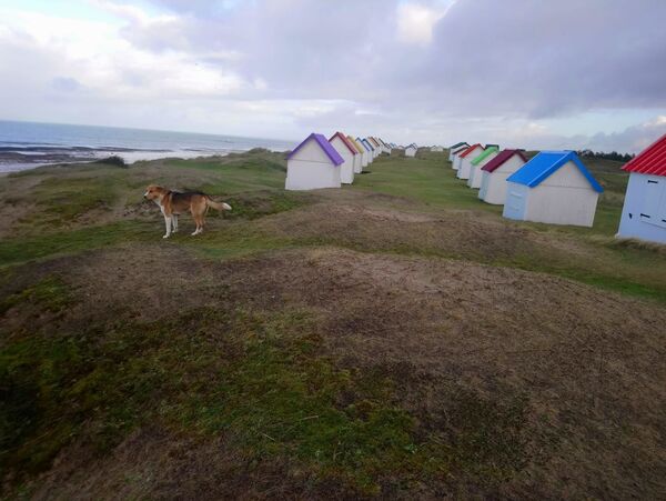 Cette rencontre entre une Française et un chien au Kirghizstan a bouleversé leur vie - photos - Sputnik Afrique