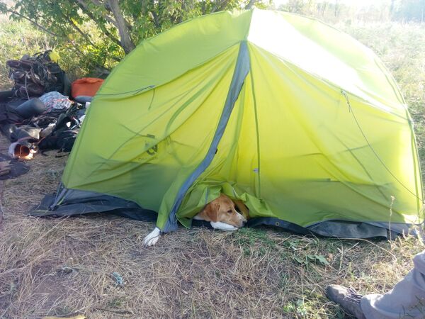 Cette rencontre entre une Française et un chien au Kirghizstan a bouleversé leur vie - photos - Sputnik Afrique