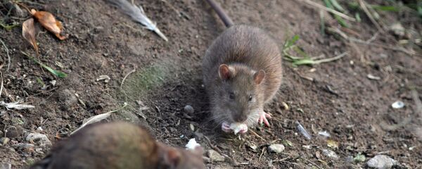 Rats - Sputnik Afrique