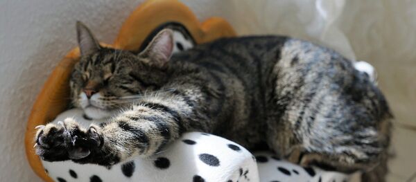 Un chat gris - Sputnik Afrique