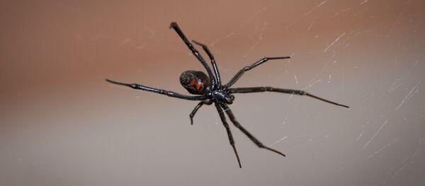 Une veuve noire - Sputnik Afrique