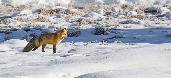 Un renard roux - Sputnik Afrique