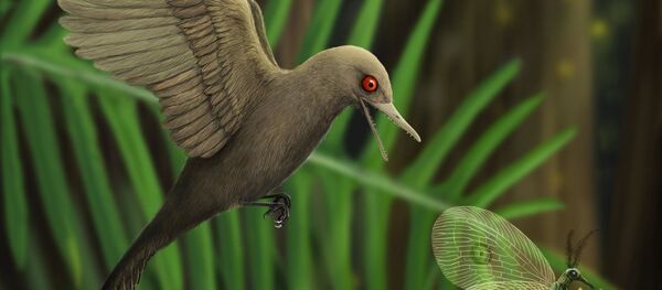 Un minuscule dinosaure découvert figé dans l'ambre – photos Un minuscule dinosaure découvert figé dans l'ambre – photos - Sputnik Afrique