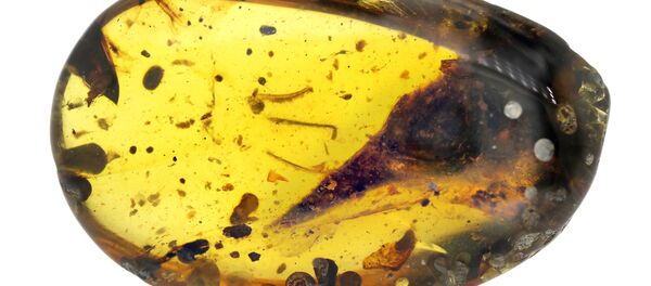 Un oculudentavis khaungraae figé dans l'ambre Un oculudentavis khaungraae figé dans l'ambre - Sputnik Afrique