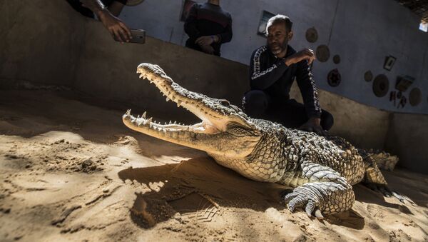 Des crocodiles sont des animaux de compagnie pour les habitants d’un village de Nubie
 - Sputnik Afrique
