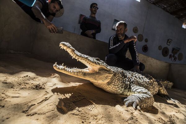 Des crocodiles sont des animaux de compagnie pour les habitants d’un village de Nubie
 - Sputnik Afrique
