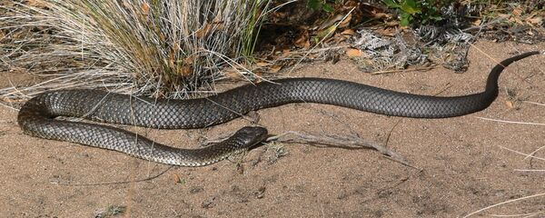 Serpent-tigre  - Sputnik Afrique