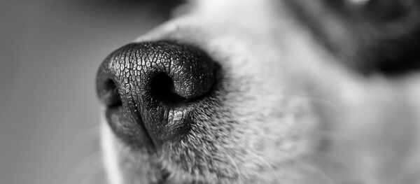 chien chien - Sputnik Afrique