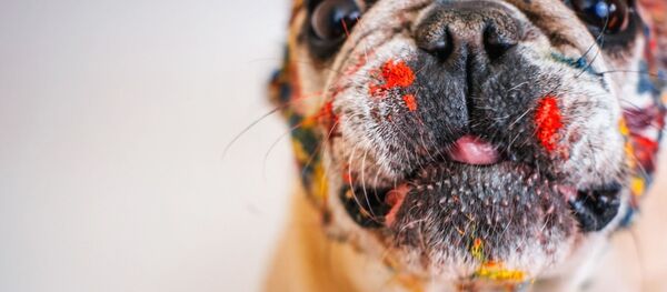 Un bouledogue - Sputnik Afrique