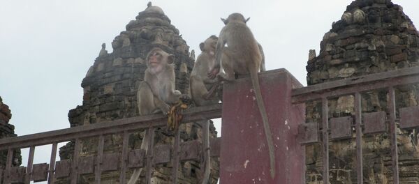Des singes à Lopbury - Sputnik Afrique