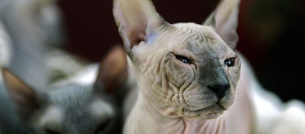 Un sphinx - Sputnik Afrique