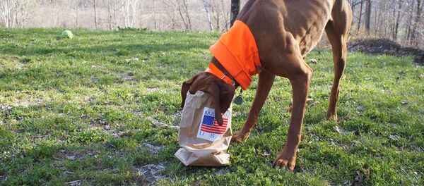 Un chien - Sputnik Afrique
