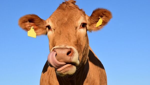 Une vache - Sputnik Afrique