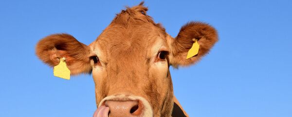 Une vache - Sputnik Afrique