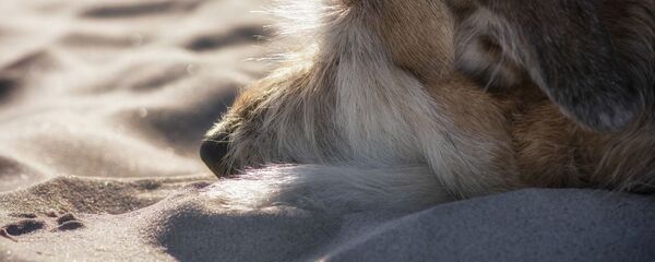 Un chien - Sputnik Afrique