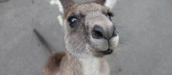 un kangourou - Sputnik Afrique